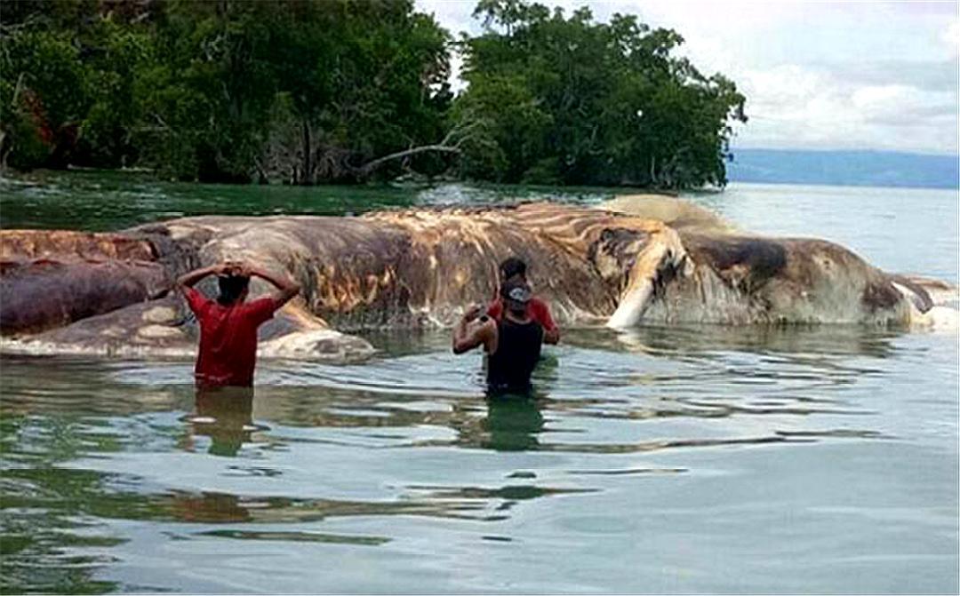 挪威海怪克拉肯真实存在,除了克拉肯海怪还有其他的海怪吗