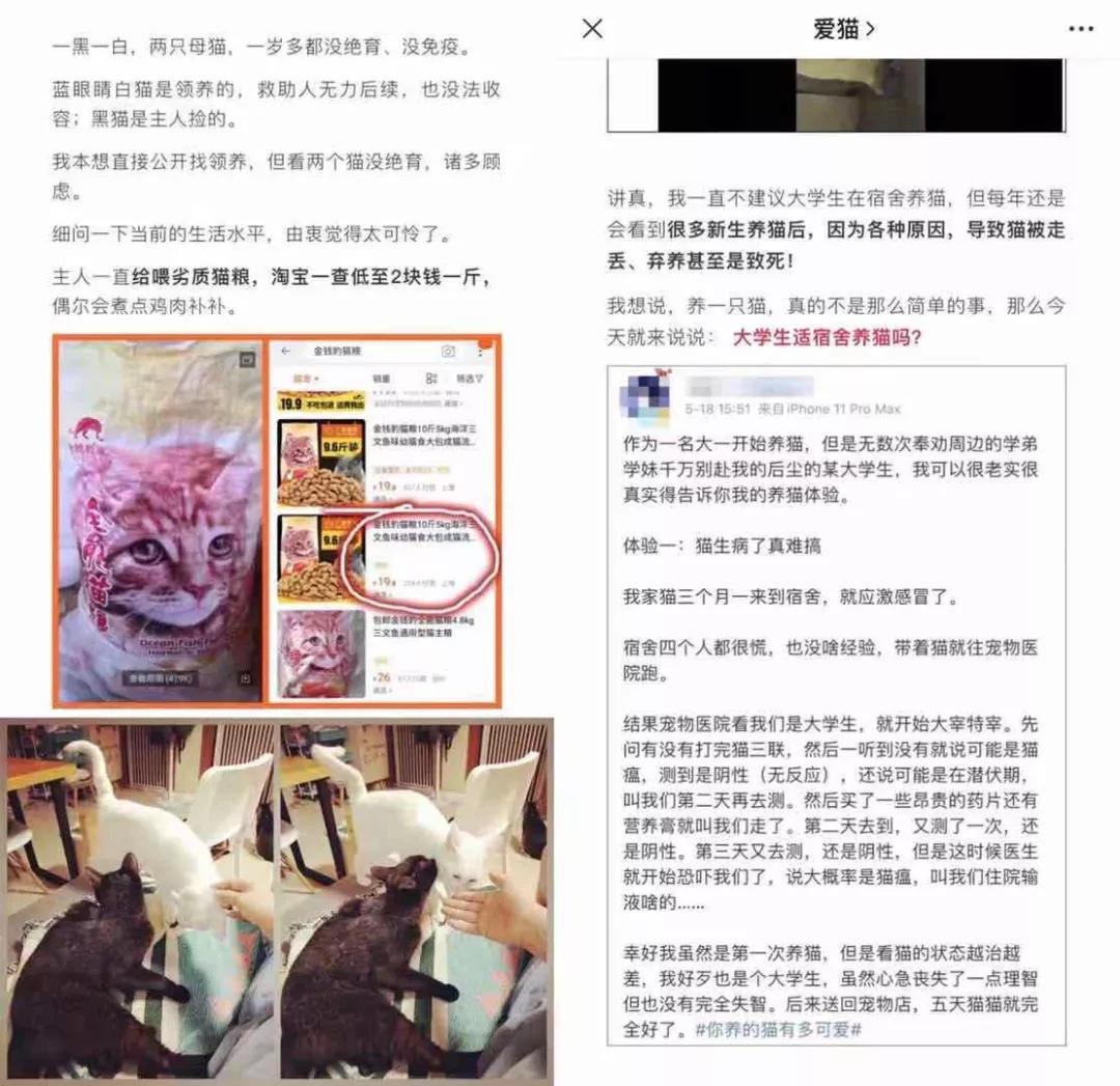 本以为养猫是为了不孤单,以为单身就可以自由