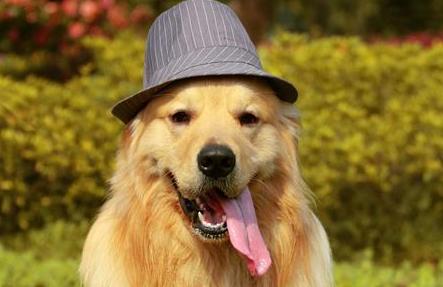 金毛流鼻涕怎么办最有效,金毛流鼻涕怎么治疗