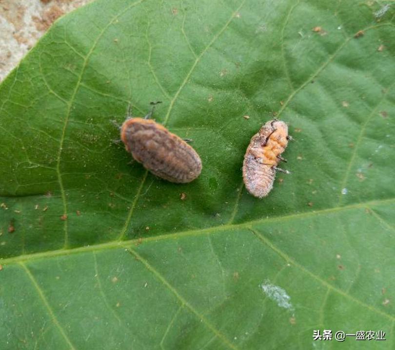 草履蚧有什么作用,草履蚧怎么防治彻底