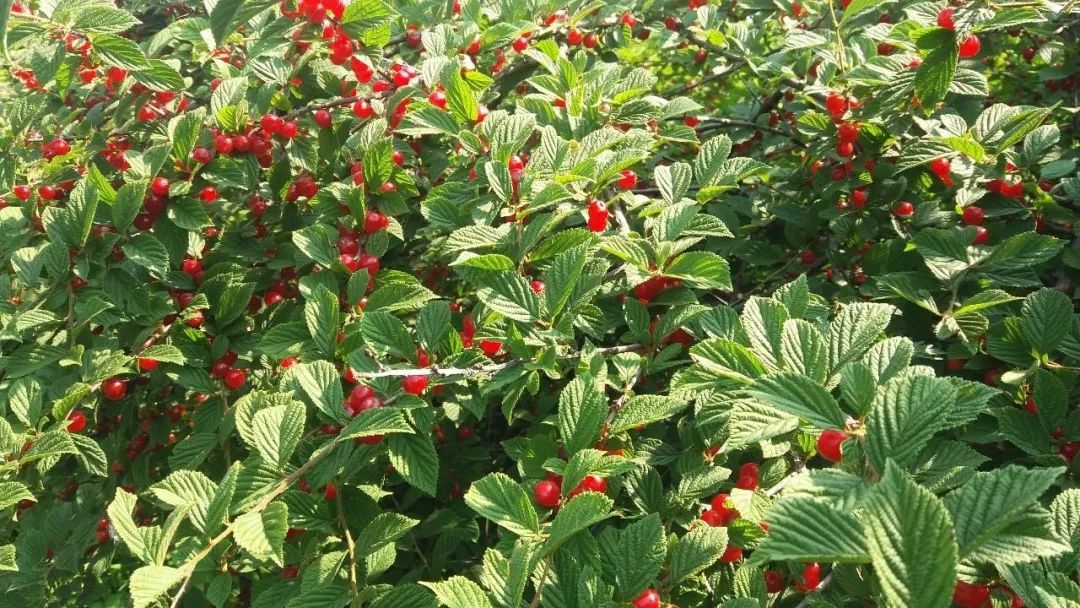 满山的红樱桃,一抹美丽的红樱桃