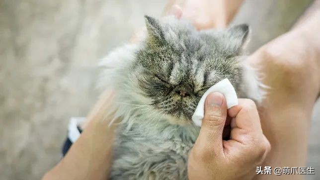 猫咪眼睛有分泌物怎么处理,猫咪眼部常见的疾病及日常护理