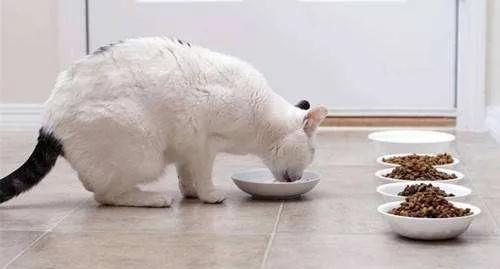 怎么科学的给猫喂饭,猫怎么定点喂食呢