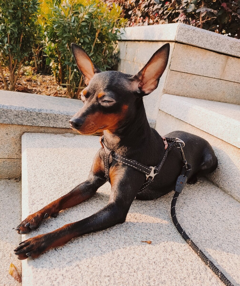 小鹿犬怎么训练才听话,小鹿犬怎么训练听话