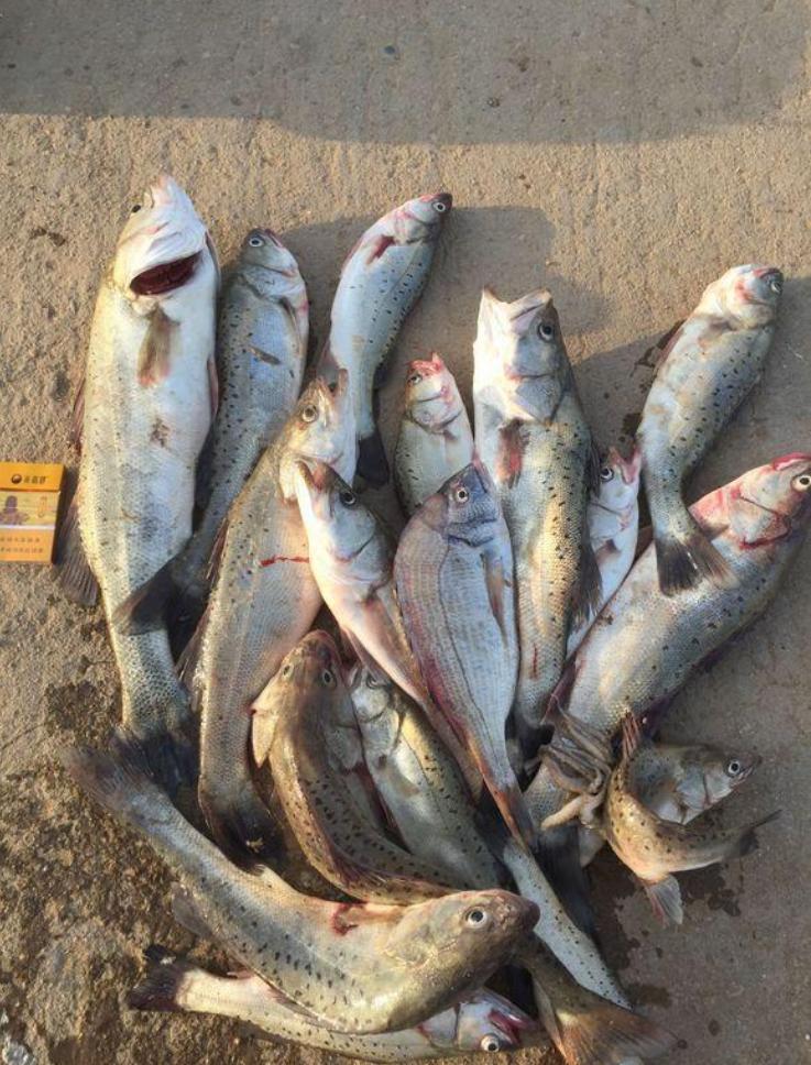 鲈鱼群,鲈鱼群接连上鱼