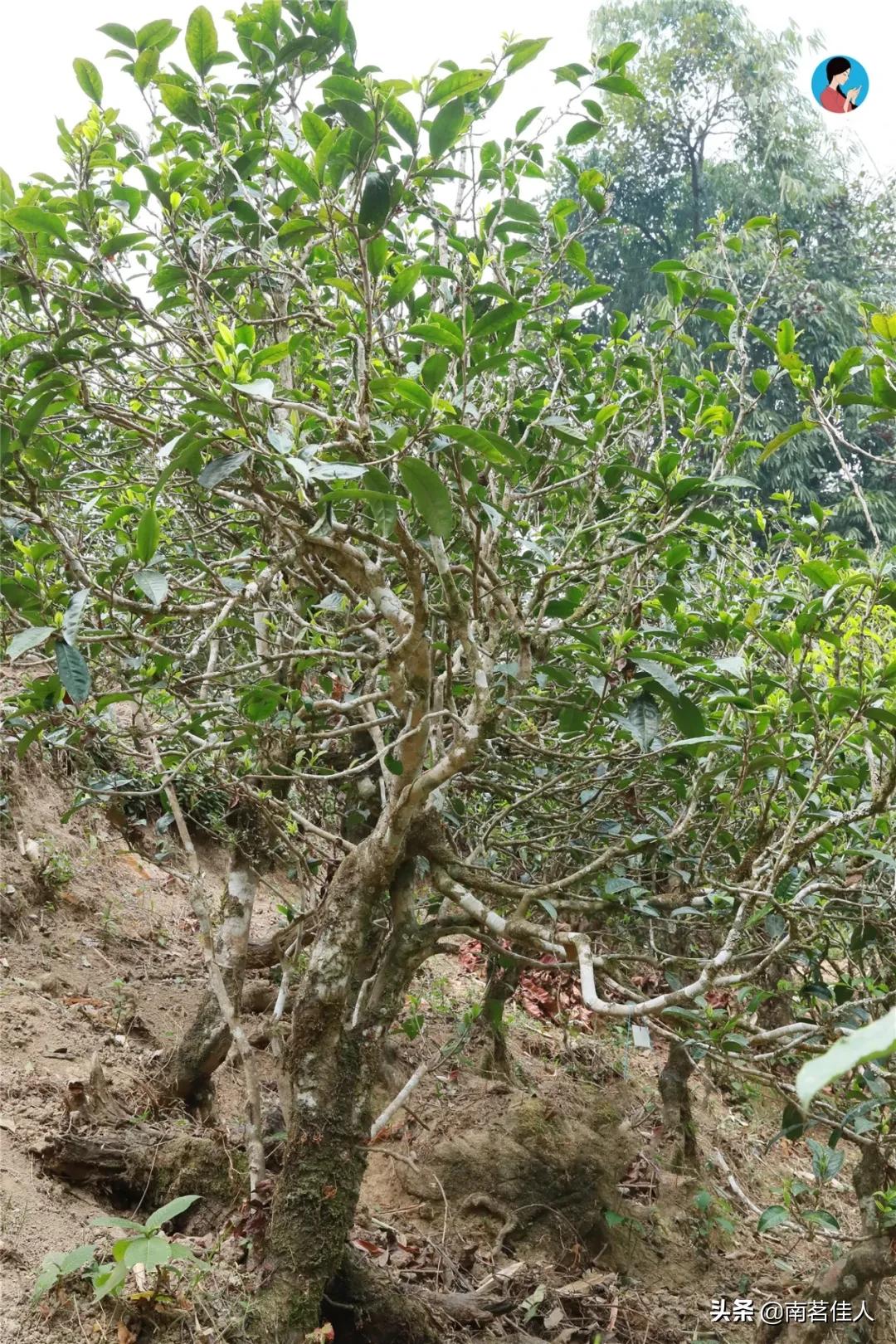 冰岛五寨糯五价格,冰岛五寨谁最有性价比