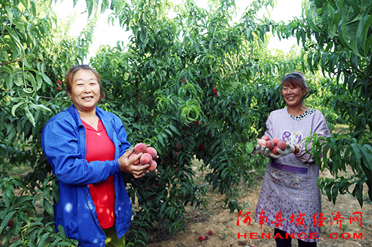 桐柏扶贫助农项目,河南桐柏薯业兴农助力脱贫攻坚