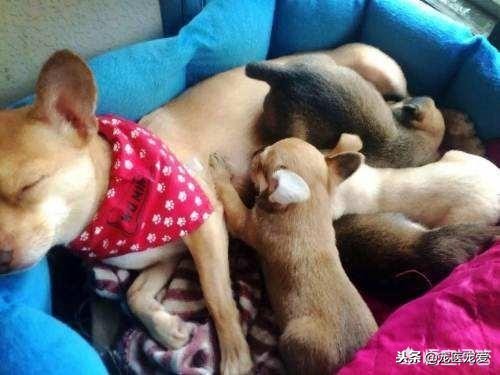 养宠物养公狗好还是养母狗好,公狗母狗可以一起养吗