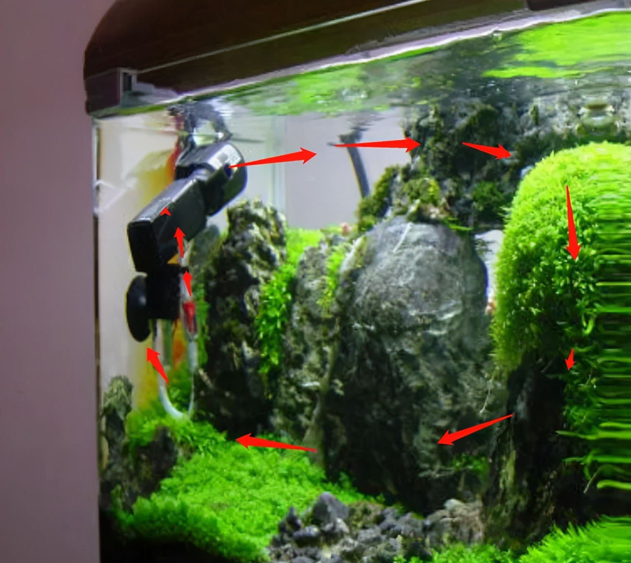 这个小缸太厉害了，佩服作者的养功