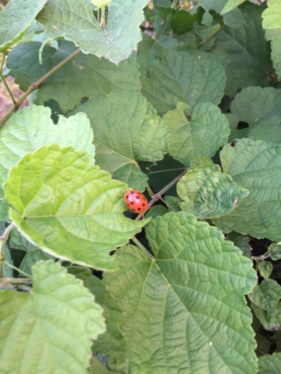 汀粉二代出征，神鹤轻强硬喜获佳绩