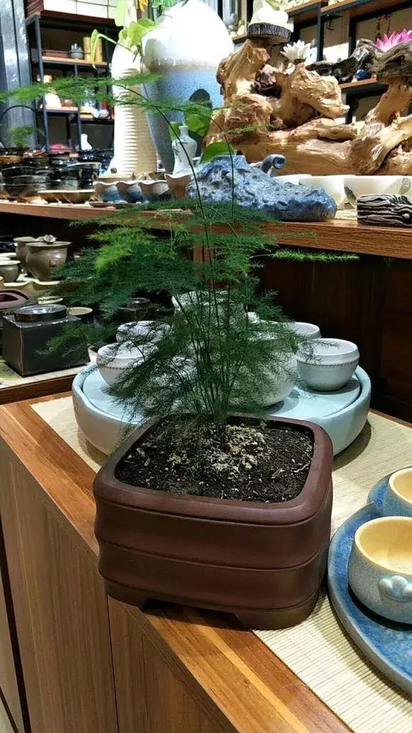 冬季助眠好养的花,什么花最好养又有助睡眠