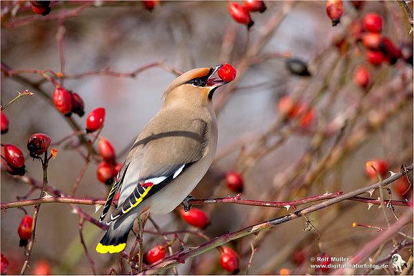 看鸟类视频,各种鸟类过冬姿态