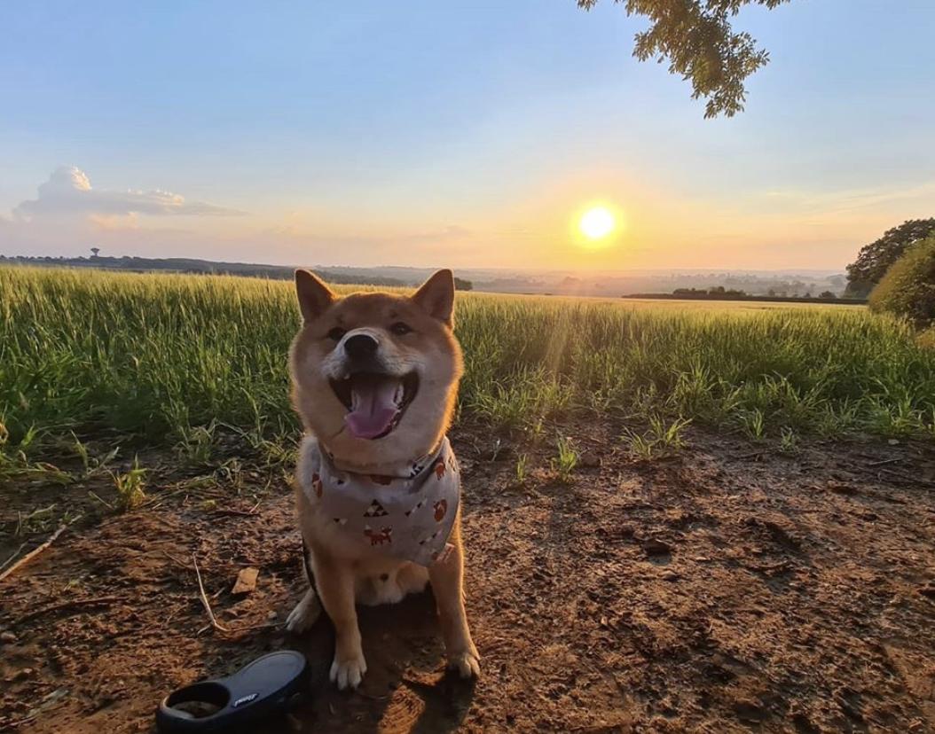 盘点二十种忠爱满世界的萌犬,萌犬系列都有啥