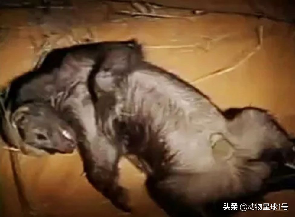 平头哥蜜獾照片,蜜獾平头哥动物科普