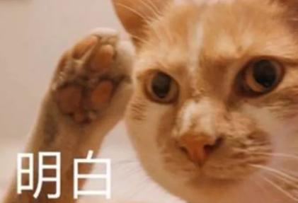 狗狗呕吐最快解决方法,狗狗呕吐严重怎么办吃什么药