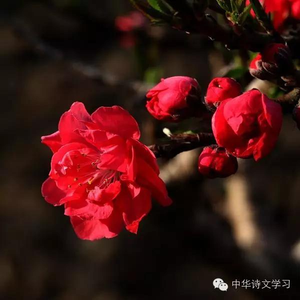 100首清明经典诗词,清明经典诗词100首