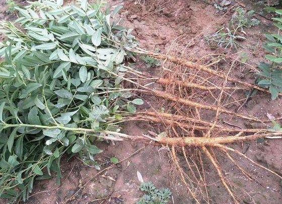 苦参的性味归经功效,苦参生地功效作用与主治