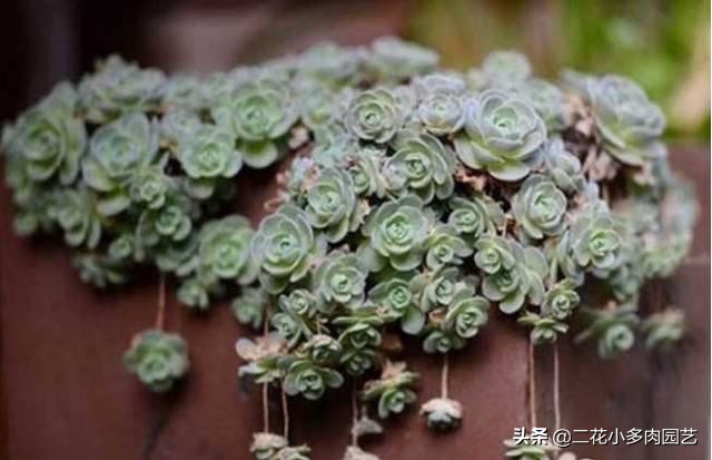 365种·常见花卉图谱，观果和多肉植物收藏篇