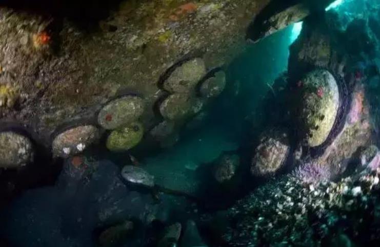 世界鲍鱼品种大全，你若知道其中5种，我叫你三声大哥