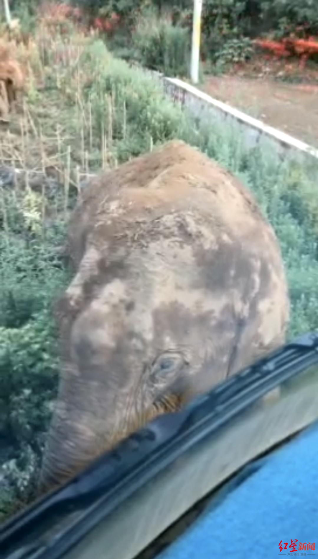 专访：亚洲象北上是整体趋势，长期投喂香蕉、菠萝、玉米等高糖、高热量食物，可能导致野象得高血压、糖尿病