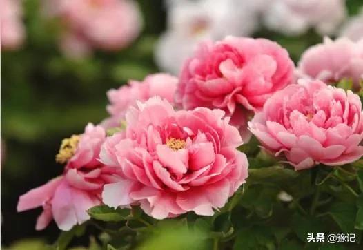 河南状元郎最多的地方,河南从未出过状元的县市