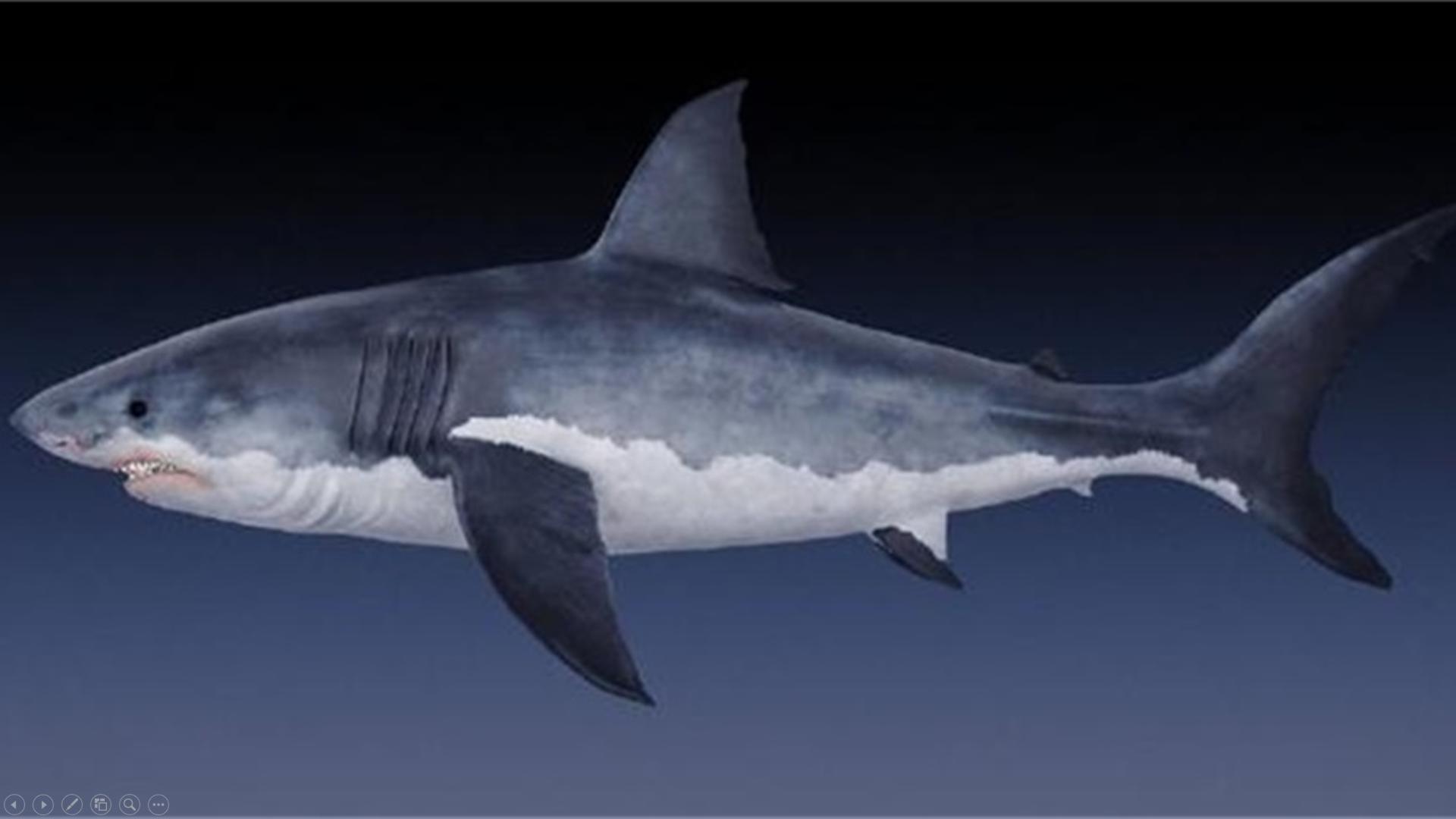 罗永浩谈演讲,老人与海演讲视频素材