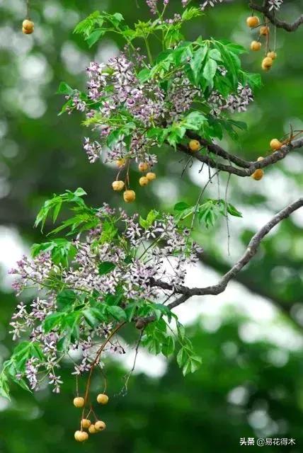 盆栽小黑飞虫怎么治,盆栽有小飞虫怎么处理