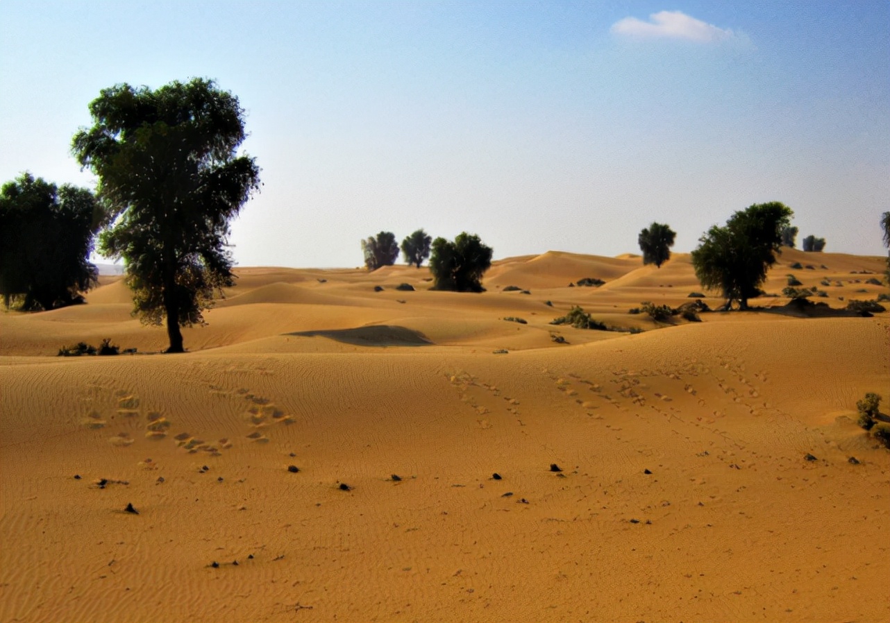 山西煤老板花1300万去迪拜体验贵族生活，当地土豪：有钱也没地位