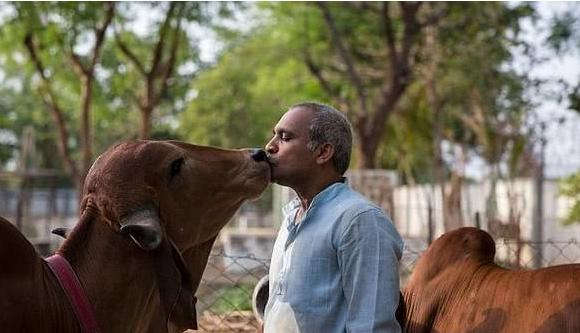 在印度牛被视为圣物不可吃,牛在印度为什么那么神圣被禁食