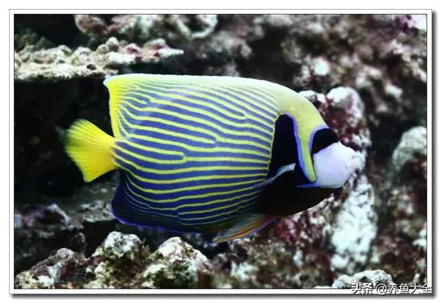 海水鱼饲养水质参数,海水鱼的饲养知识