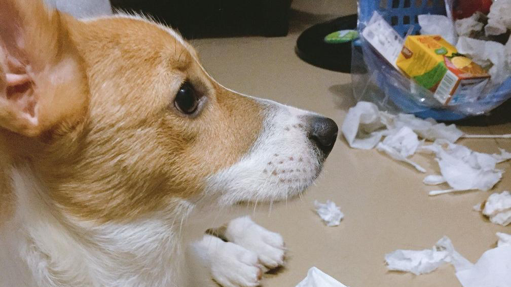 狗狗翻垃圾桶怎么处罚责骂都没用，其实解决方法很简单