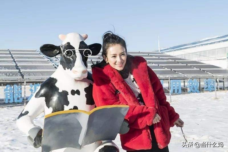 飞鹤奶粉章子怡代言的是哪个系列,飞鹤星飞帆章子怡代言