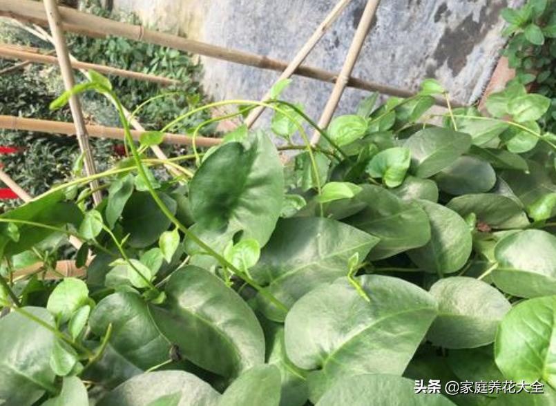 适合室内种植的爬藤植物有哪些,适合室内种植爬藤植物