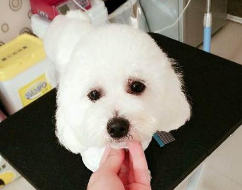 比熊最令人头疼的5大缺点,比熊被宠坏的6大表现