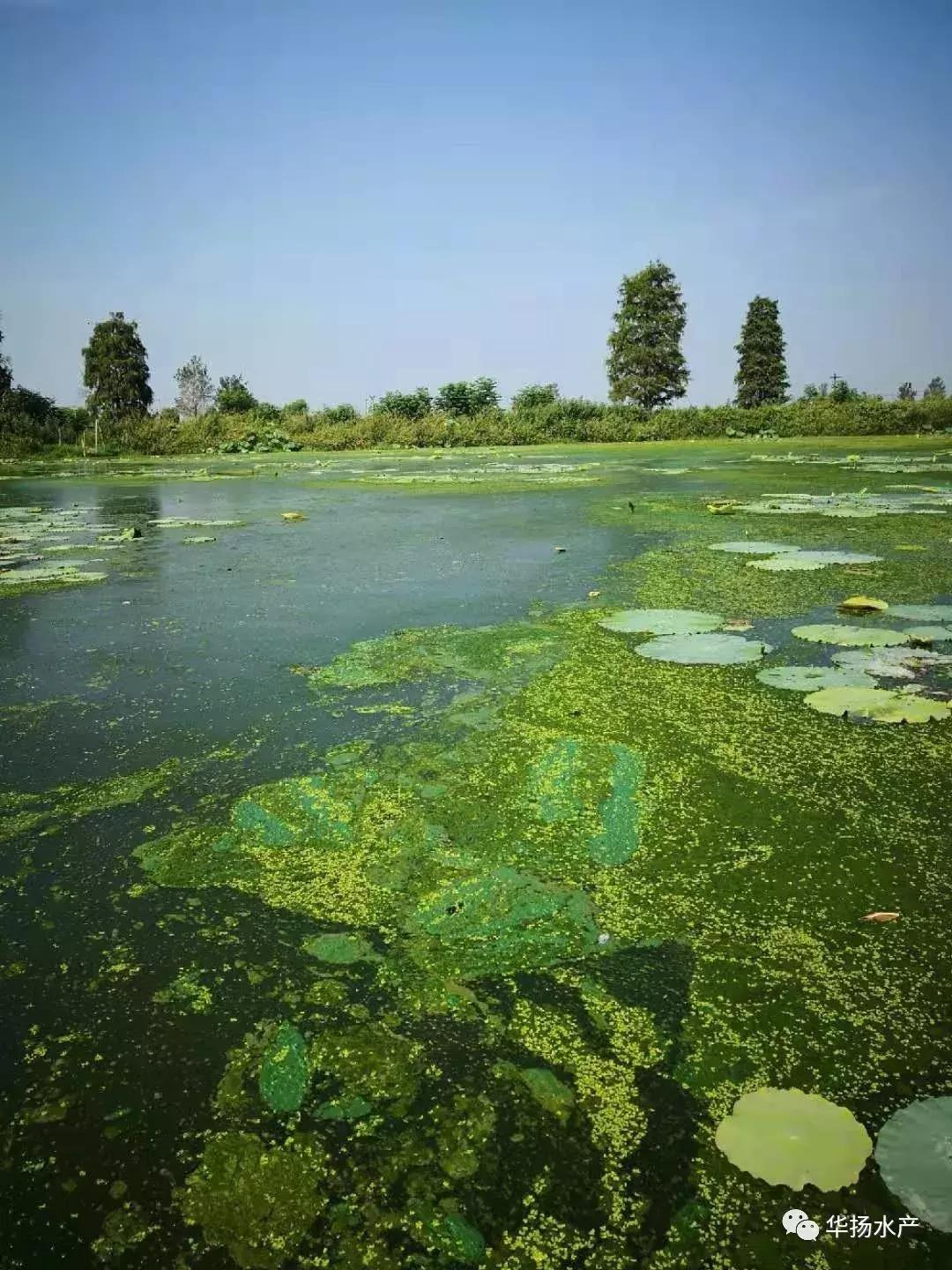 为什么池塘里的水一直很浑浊,草缸水面有气泡和油膜是怎么回事