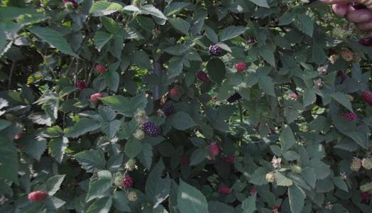 黑莓定杆修剪,黑莓的修剪方法图解