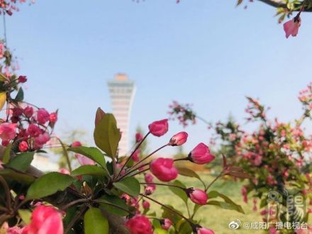 咸阳大西安文体功能区森博园,咸阳大西安文体功能区在售项目