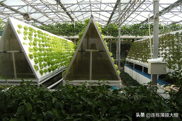 一亩大棚无土栽培多少钱,大棚无土基质栽培成本与利润