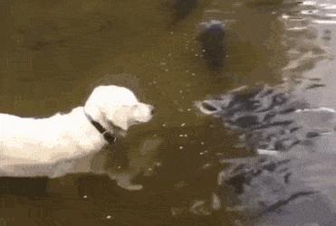 狗能不能吃猪里脊肉,狗能不能吃生鱼肉