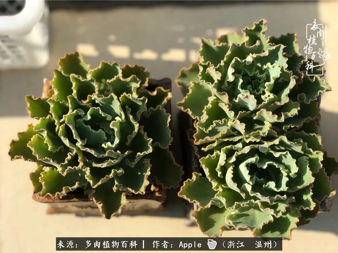 多肉成长记观察记录怎么写,多肉成长记录观察展板