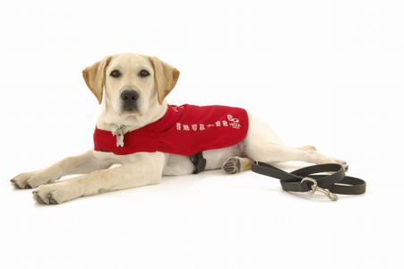 紫心勋章导盲犬,导盲犬没有勋章的视频