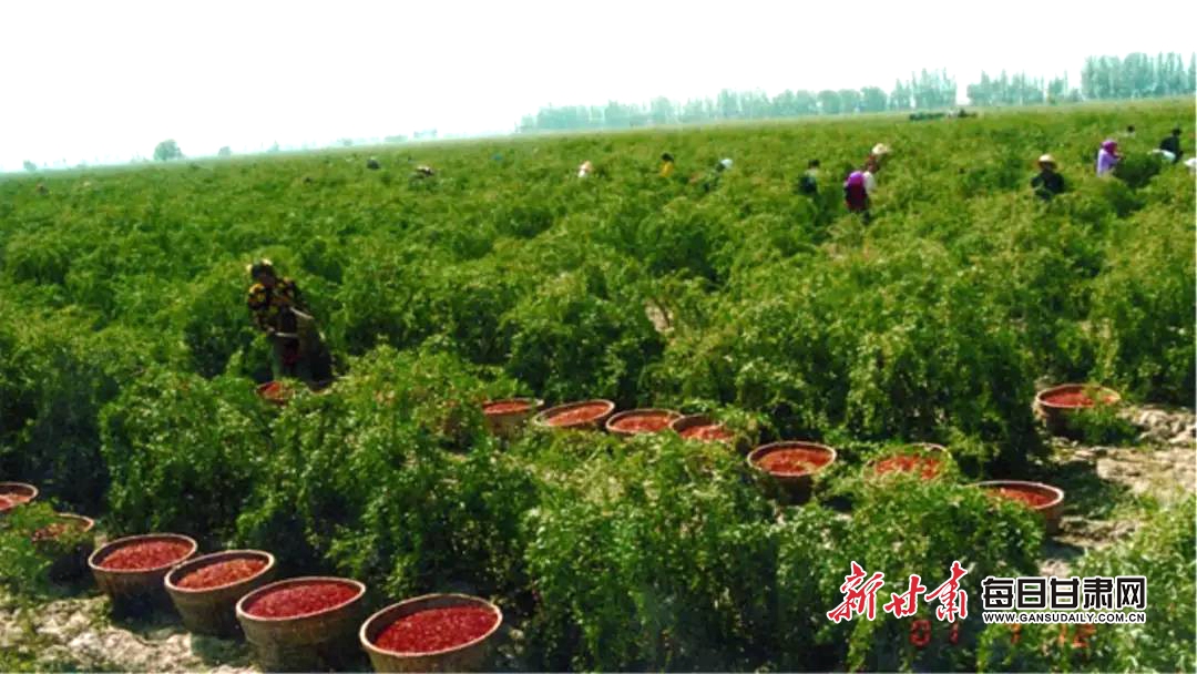 “口感清爽甘甜”全国政协副主席梁振英兰洽会上点赞靖远枸杞