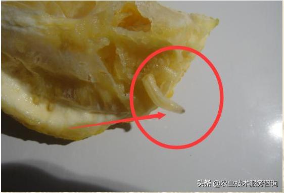 柑蛆是柑橘大实蝇吗,柑橘防治蝇蛆用什么药