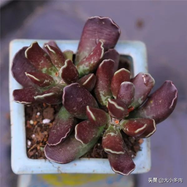 水泡海豹和粉海豹,水泡海豹种类大全大图