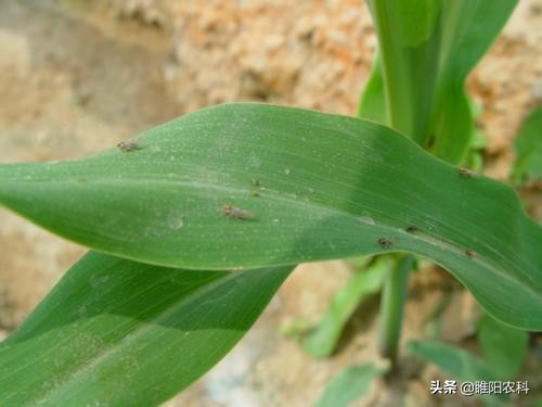 蚜虫飞虱专用速效杀虫剂,白飞虱蚜虫用什么药好