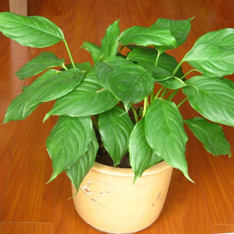 四季常青万年青怎么养,四季常青金边万年青