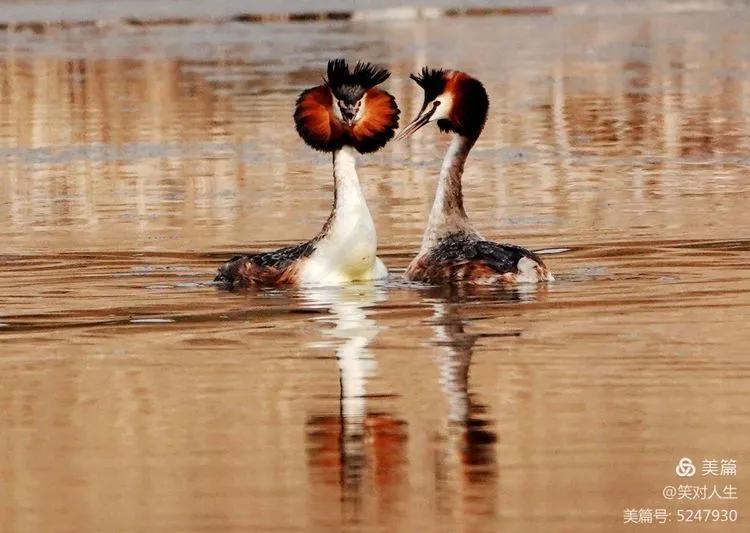 凤头鸊鷉粤语,斑头雁飞得最高的鸟