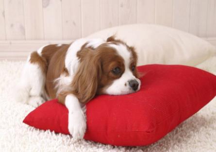 怎么训练狗狗出门一叫就回来,怎样训练狗狗一喊就过来