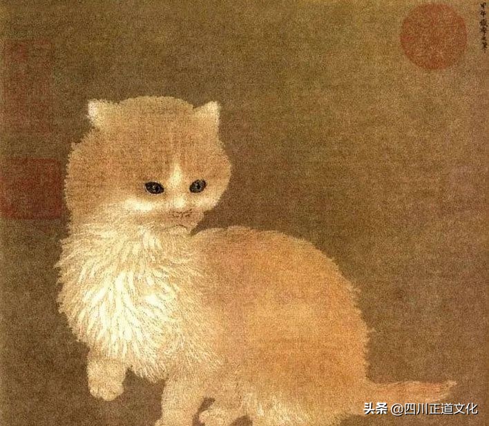 猫的故事,猫的故事视频