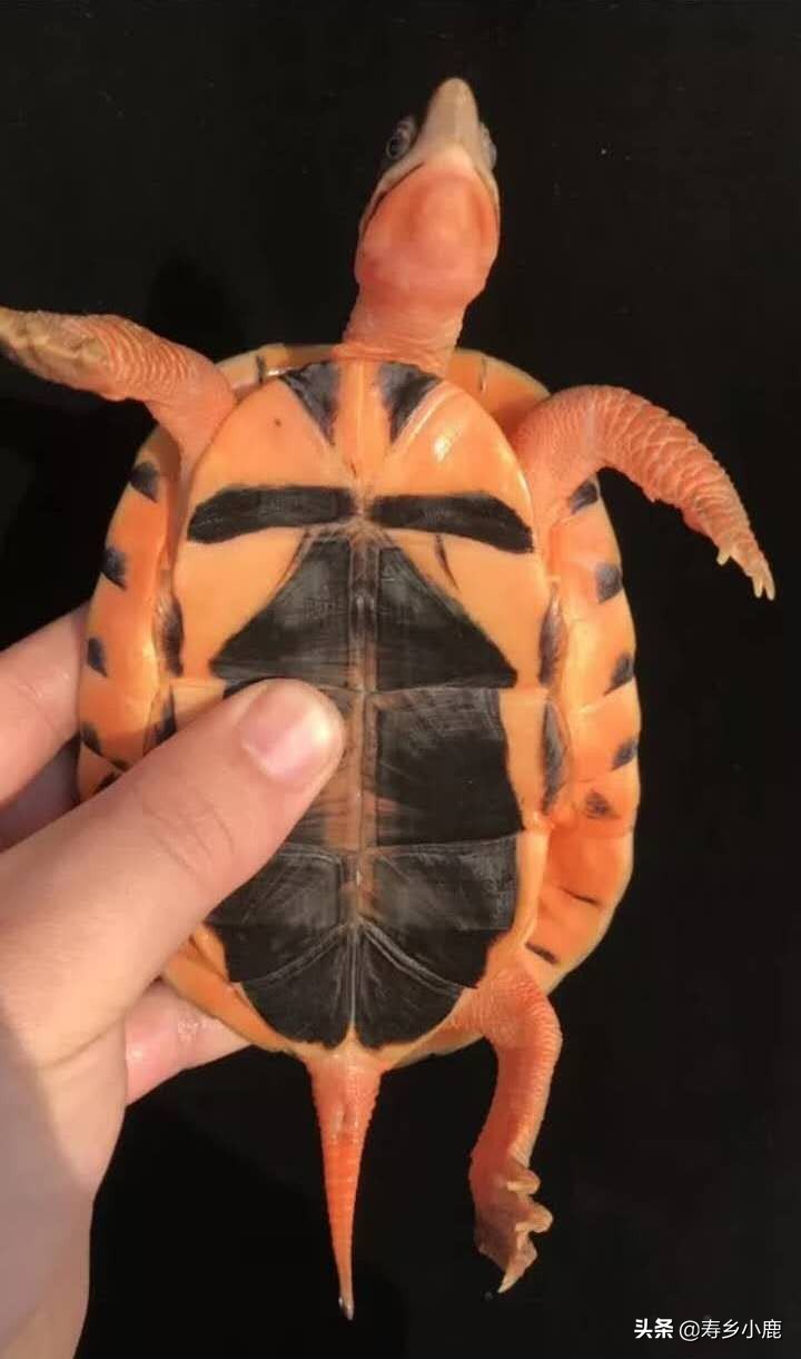 金钱龟和石金钱龟价格差那么多,金钱龟成龟2019价格